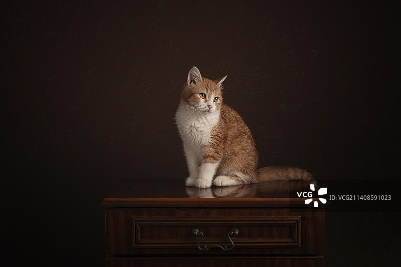 木制床头柜上的小猫图片素材
