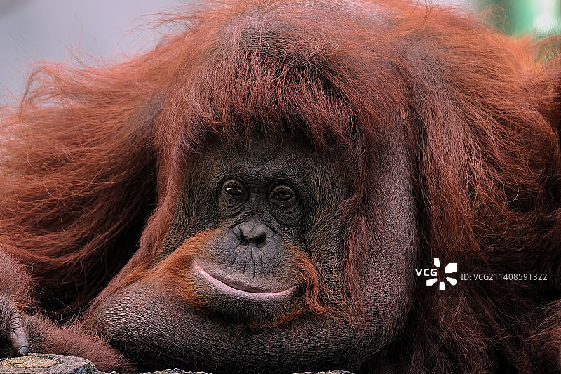 猴子特写图片素材