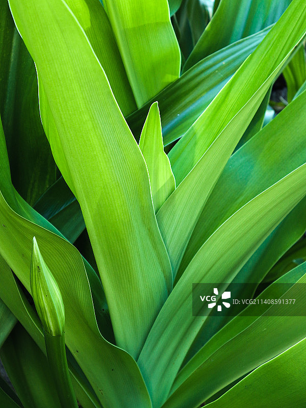 海滩上的百合花照片图片素材