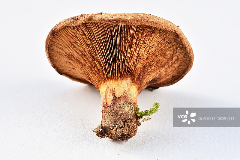 白色背景下蘑菇的特写图片素材