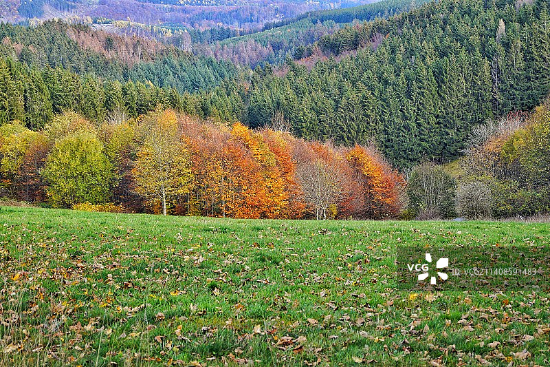 秋季森林风光图片素材
