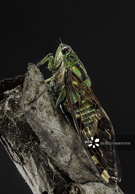 墨西哥黑色背景木头上的昆虫特写图片素材