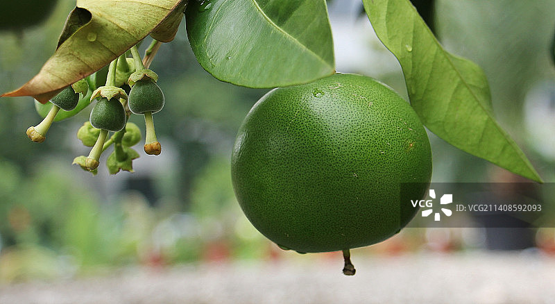 树上生长的水果特写，印度尼西亚图片素材