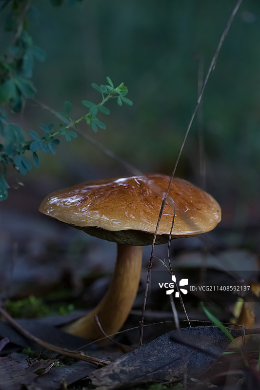 蘑菇在田间生长的特写图片素材