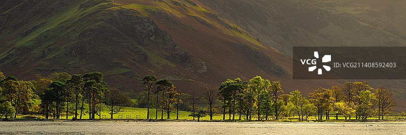 英国科克茅斯，巴特米尔的田野树木美景图片素材