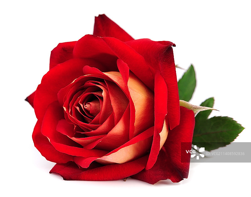白色背景上的红色玫瑰特写图片素材
