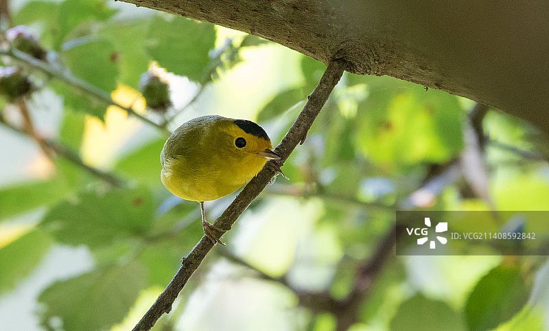 栖息在树上的鸣禽莺特写，旧金山，美国图片素材