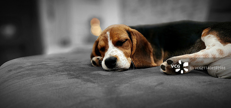 比格犬在家中沙发上睡觉的特写图片素材