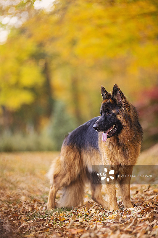 可爱德国牧羊犬秋季站在田野上图片素材
