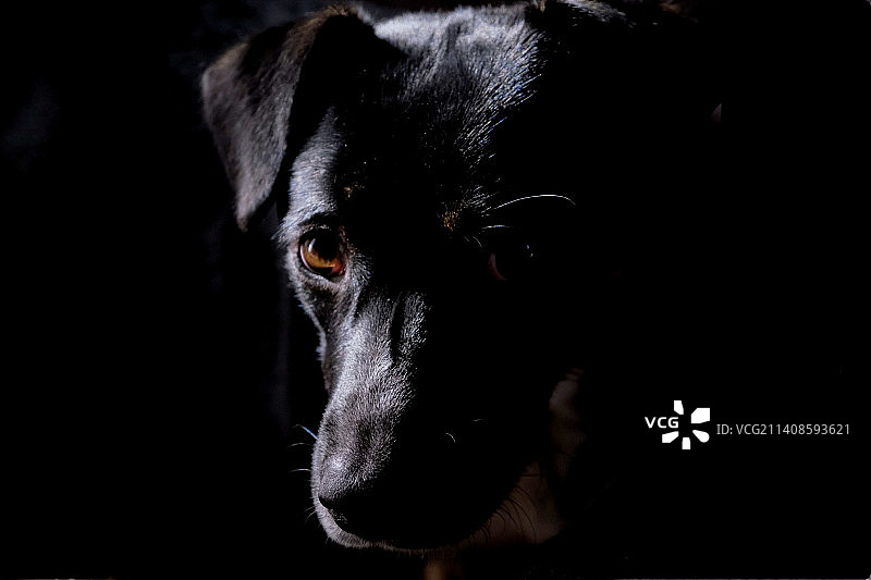 黑色背景下的狗的特写图片素材