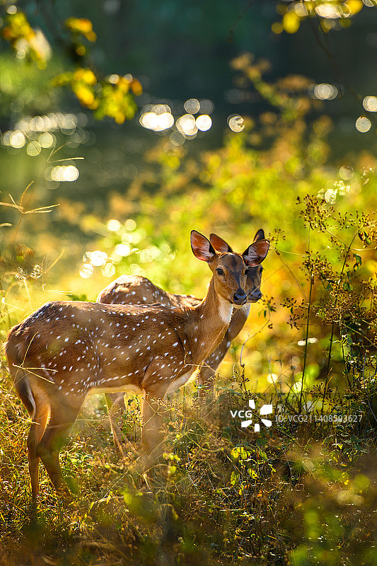 原野上站立的白轴图片素材