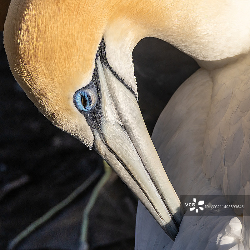 新西兰穆里怀塘鹅栖息地图片素材