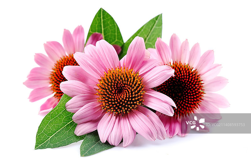 粉色花朵特写，白色背景图片素材