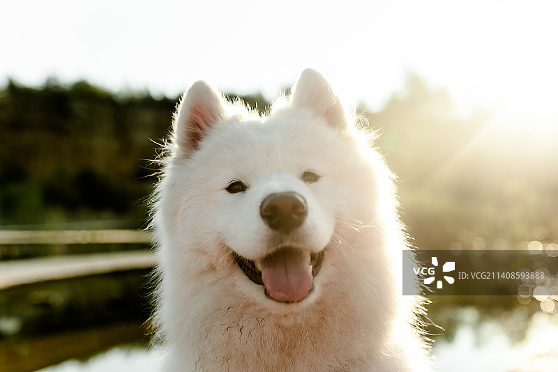 萨摩耶犬在天空背景下的特写，波兰图片素材