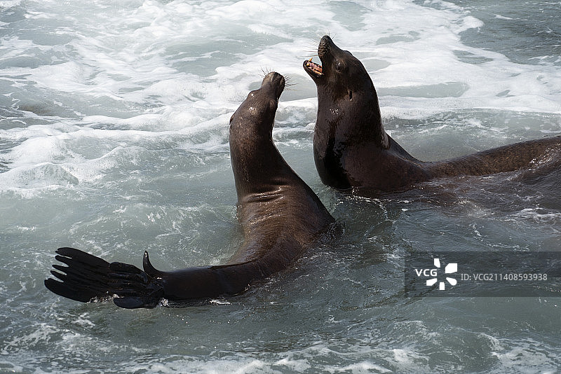 岩石上海狮的高角度视图图片素材