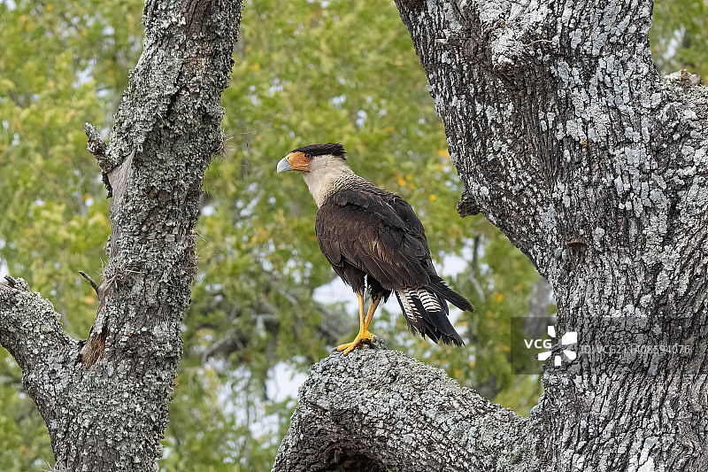栖息在树上的北冠卡拉鹰，又名墨西哥鹰图片素材