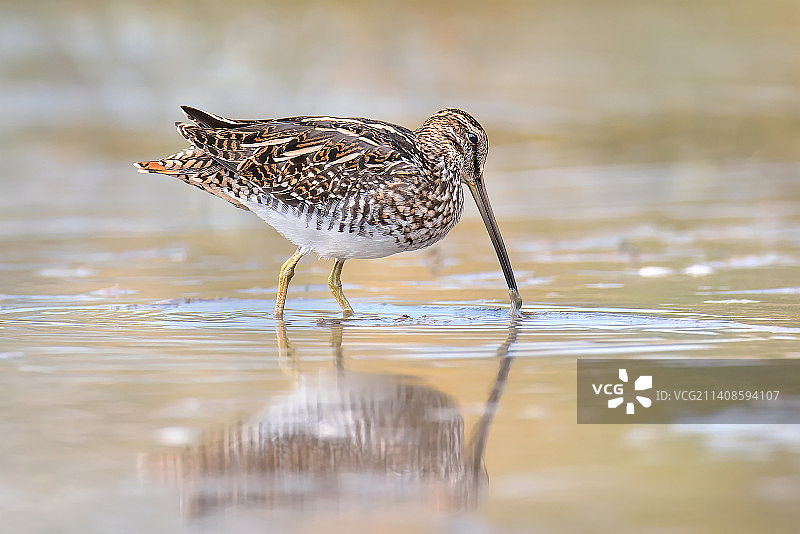 在湖中栖息的鹬的特写图片素材
