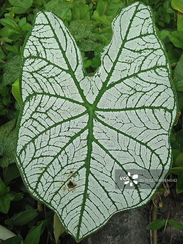 心形叶子特写图片素材