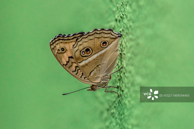 马来西亚雪兰莪州八打灵再也的树叶上的蝴蝶特写图片素材