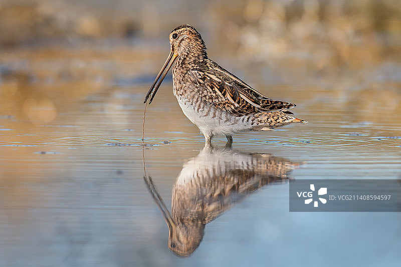 在湖中栖息的鹬的特写图片素材