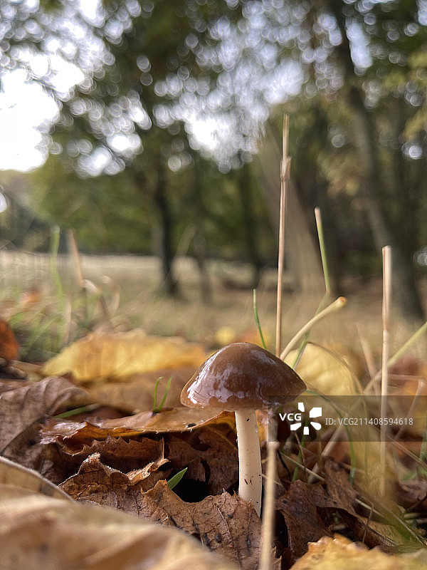 英国田野上的蘑菇特写图片素材