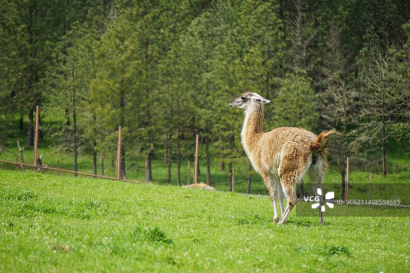 羊驼站在草地上的侧视图图片素材