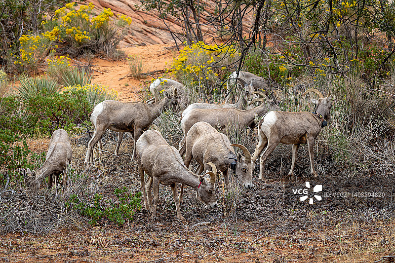 美国犹他州锡安国家公园的野山羊图片素材