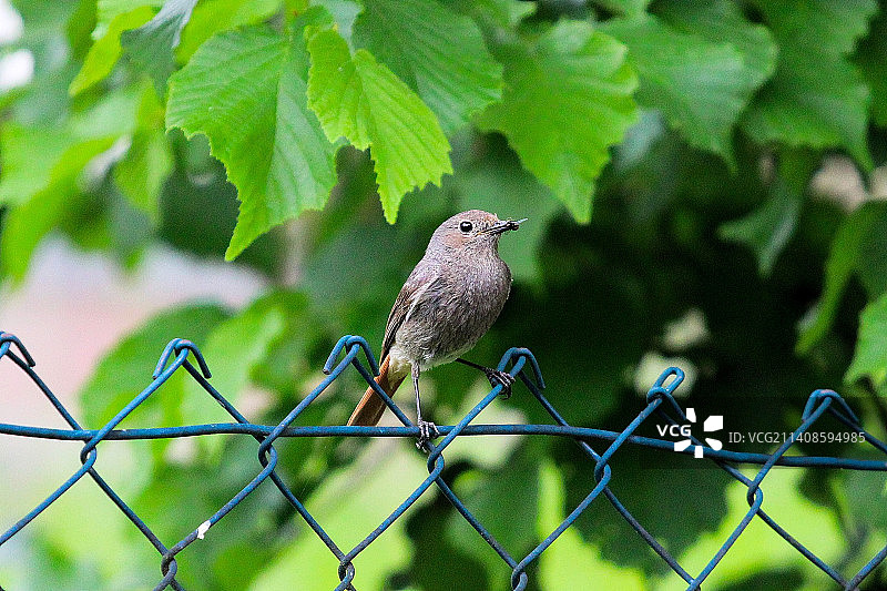 歌雀栖息在栅栏上特写图片素材