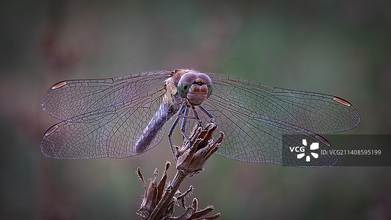 德国，蜻蜓在树枝上的特写图片素材