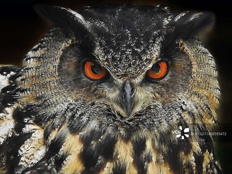 英国雕鸮的特写图片素材