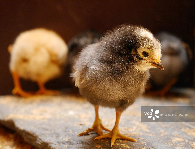 近距离拍摄栖息在挡土墙上的鸟类图片素材