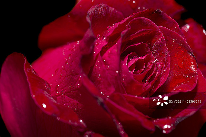 湿红玫瑰特写图片素材