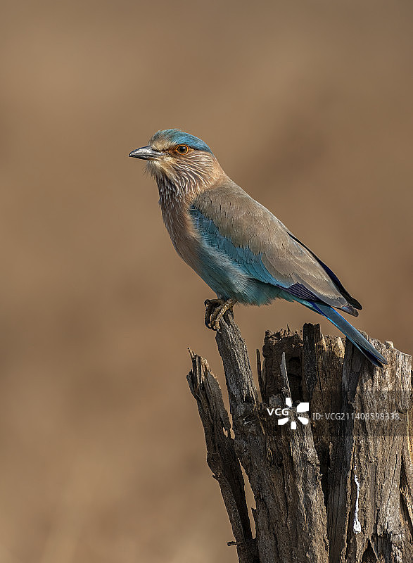 丁香花栖息在木头上特写图片素材