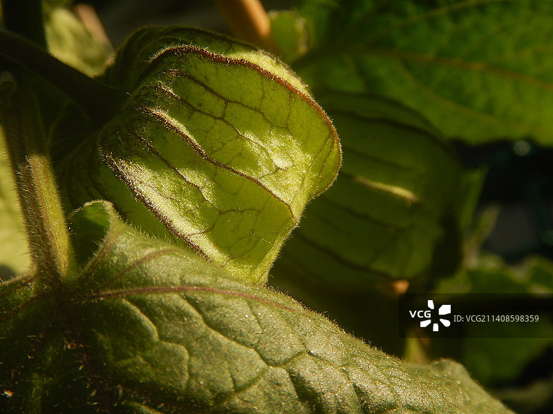 奥地利维也纳的绿叶特写图片素材