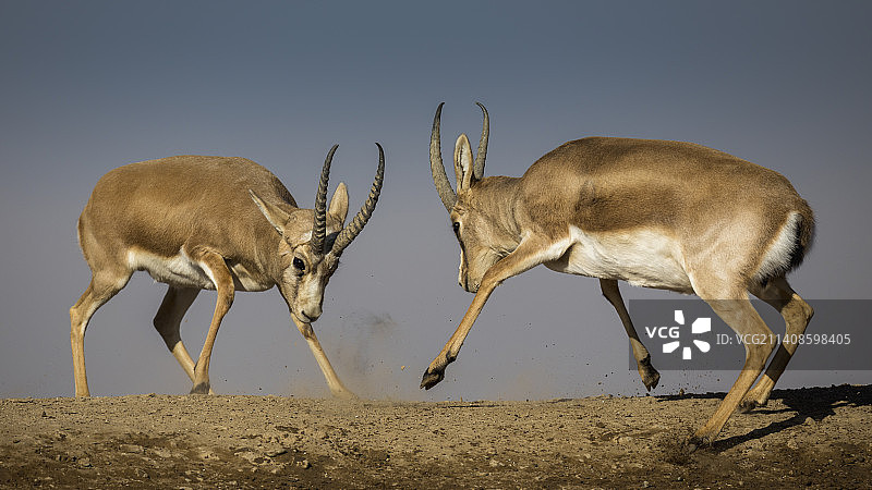 两个鹅喉羚在激烈决斗图片素材