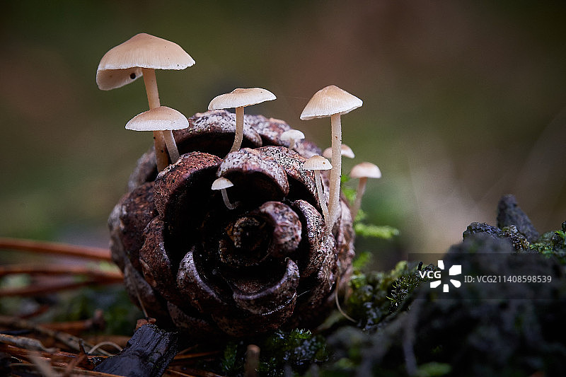 树干上生长的蘑菇特写图片素材