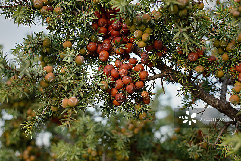 树上生长的水果仰视图片素材