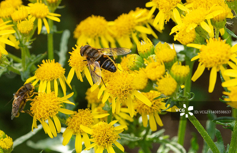 蜜蜂在黄色花上采蜜特写，托德莫登，英国图片素材