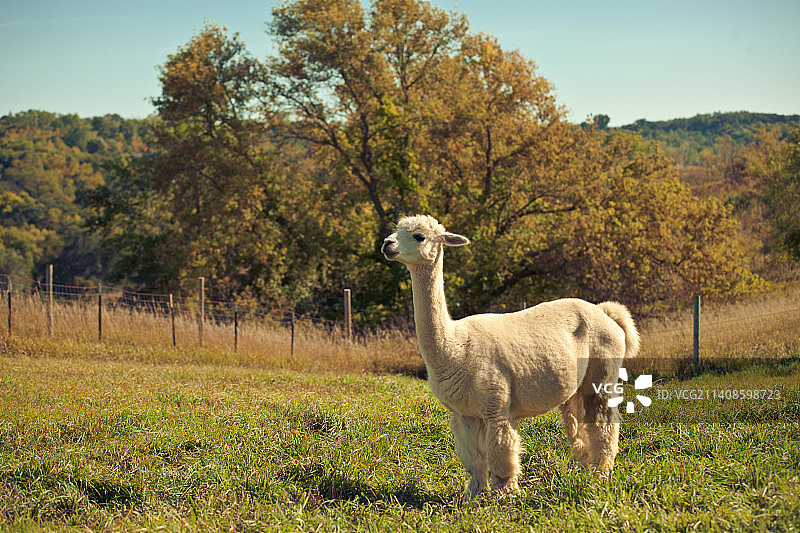 草地上绵羊的肖像图片素材