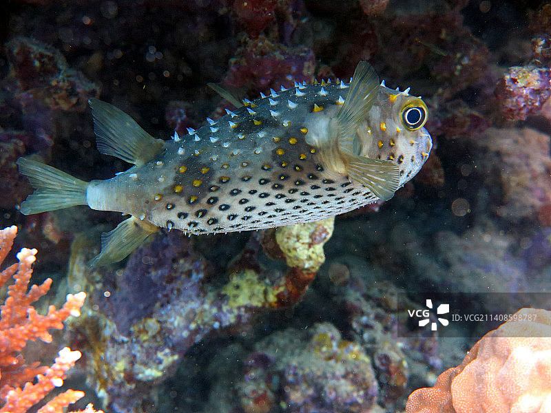 在海中游泳的热带河豚鱼特写图片素材