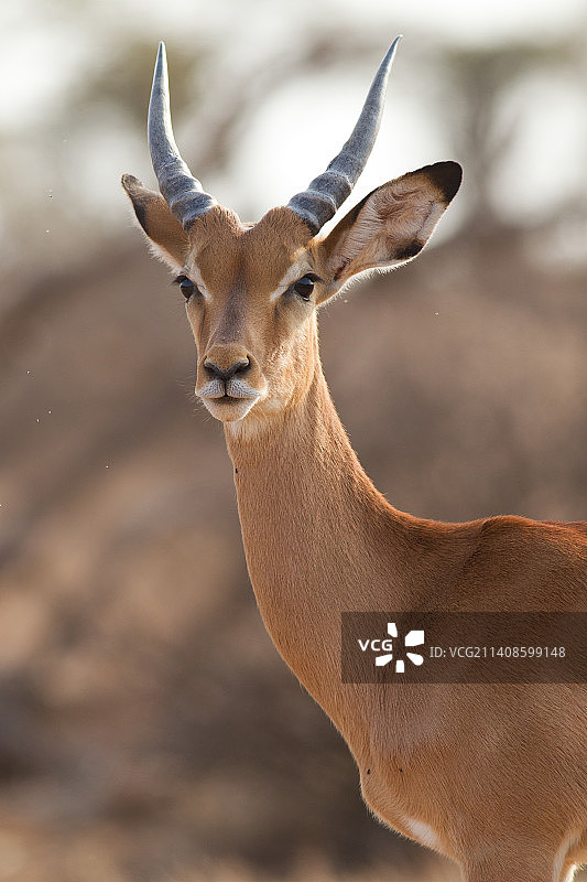 站在陆地上的鹿的肖像图片素材