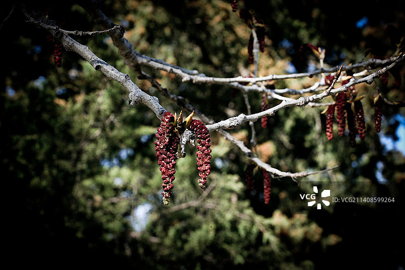 红色开花植物的特写图片素材