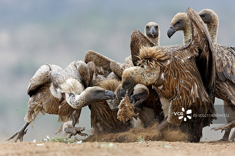 鸟儿栖息在田野上的特写图片素材