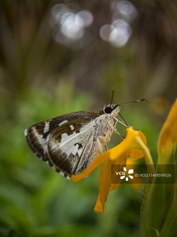 蝴蝶在黄花上授粉的特写图片素材