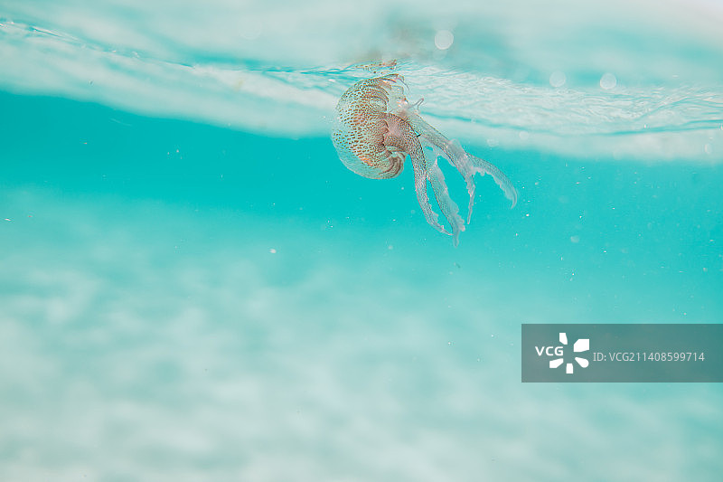 在西班牙巴利阿里群岛帕尔马海中游泳的水母特写图片素材