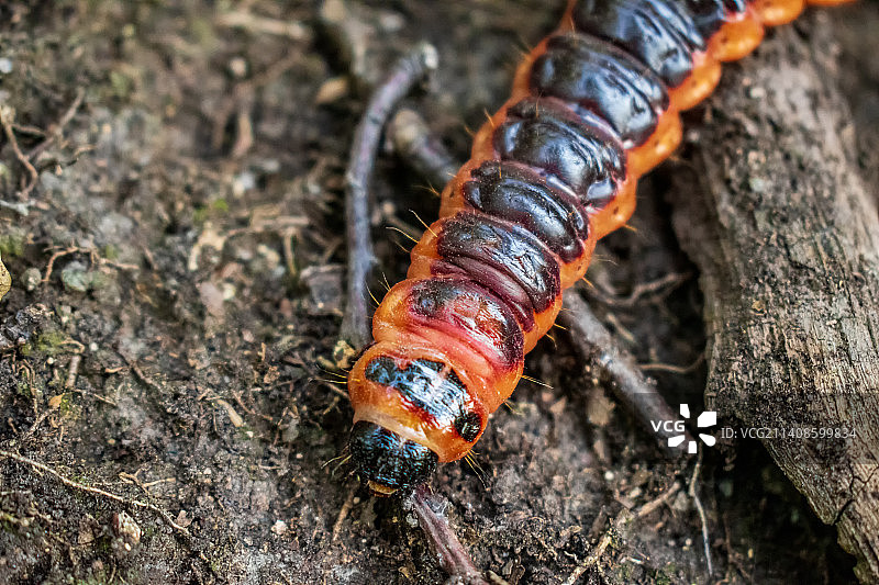 毛毛虫在树干上的特写图片素材