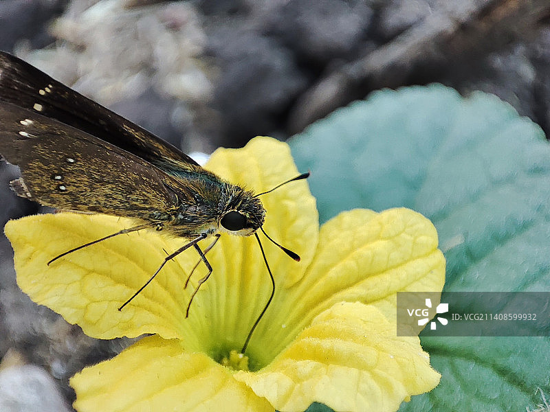 蝴蝶在黄花上授粉的特写图片素材