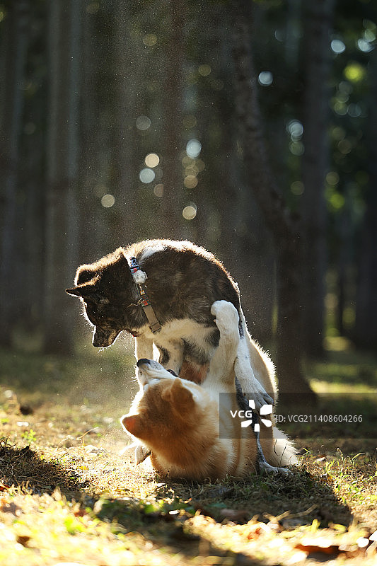 相爱相杀的兄弟俩图片素材