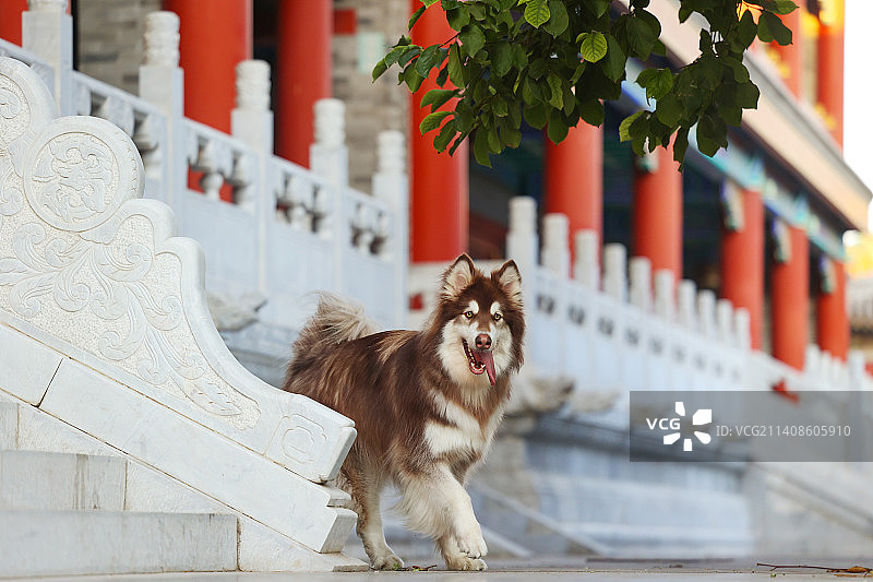 紫禁城里的狗图片素材