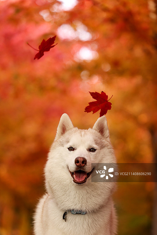 红枫叶与哈士奇图片素材